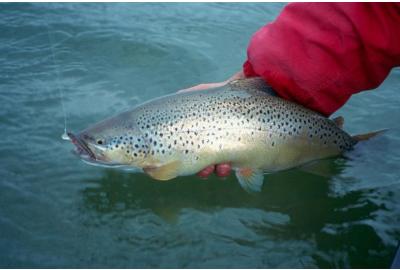 Hunting Big Browns in Lakes