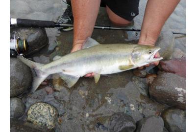 The Pink Salmon of the Squamish River