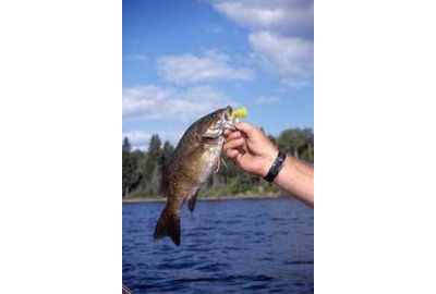 Smallmouth Bass – An Oft Overlooked Challenge