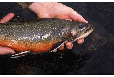 Catching more trout on a consistent basis requires as much strategy as it does technique.