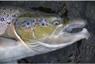 Atlantic Salmon Fishing Techniques