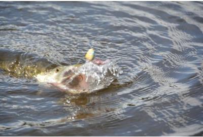 For sheer excitement it’s tough to beat the moment when a big pike engulfs your fly.