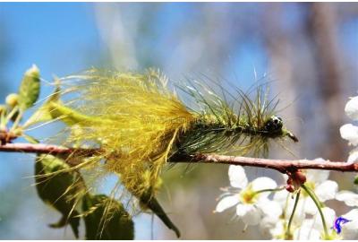 Olive woolly bugger