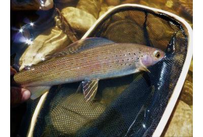 A beauty grayling caught deep in boreal country.