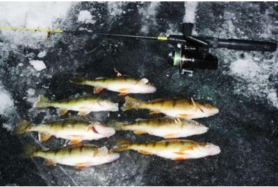 Yellow perch are a fine twilight zone ice-angling quarry.