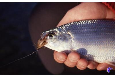 Manitoba's Fishing Jewel