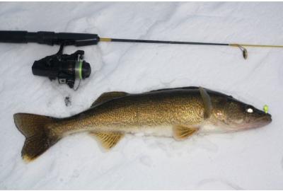 A kinked and coiled line can negatively affect ice angling success.