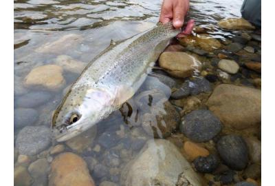 Zoo Trout