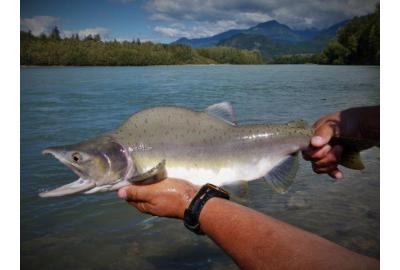 Do It Yourself Pink Salmon