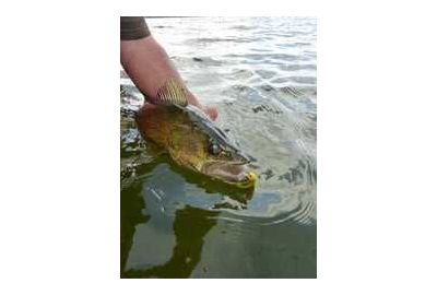 Walleye held by hand halfway above water