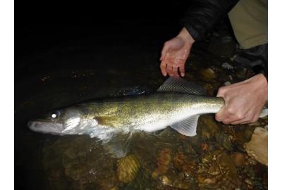 The big walleye like to come out at dark.