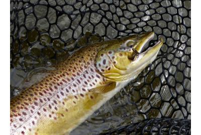 Fish imitating flies are prime for trout