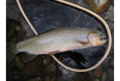 fish are still there in Alberta trout streams