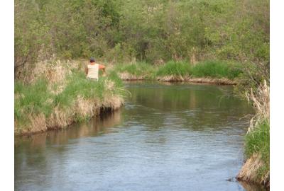 Try casting up on the grass and pulling your fly off into the water.