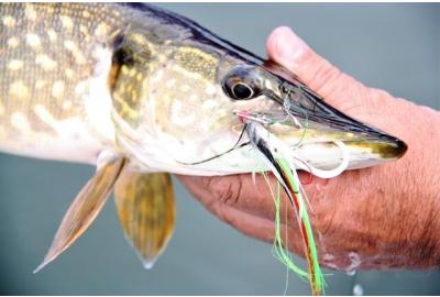 Post spawn pike are aggressive feeders