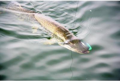 Pike Angling Retrieves