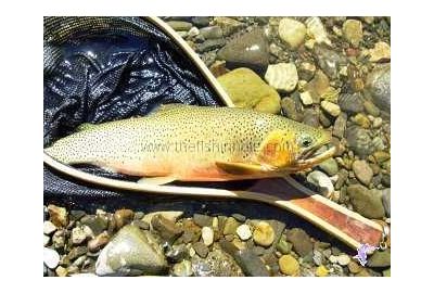 Cutthroat: The Angler's Trout