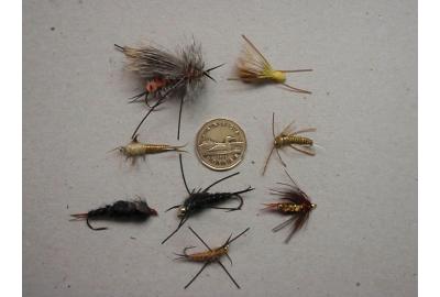 stonefly nymphs compared to the size of a loonie