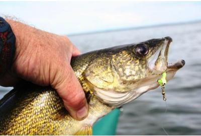Walleye are Alberta’s most prized gamefish.
