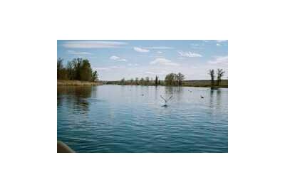 clear blue river with seagulls and ducks on river row boat and tree line in the distance