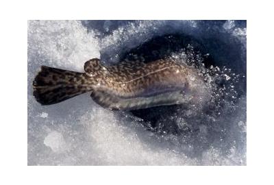 burbot half way in ice fishing hole 