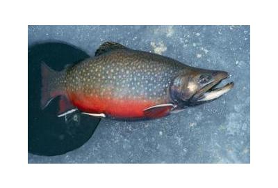 swollen brook trout with vivid red belly tail coming out of ice fishing hole