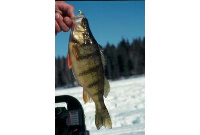 small perch fish held by its mouth