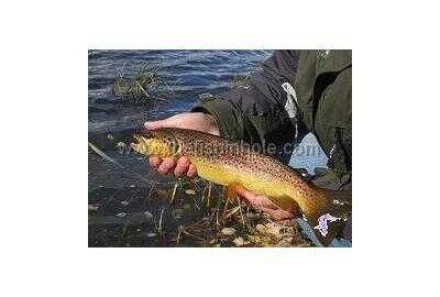 person holds rainbow trout by the water