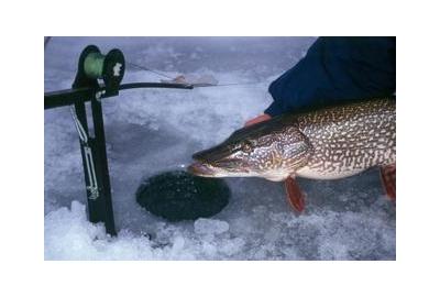 ice fishing hole medium large fish held over snow