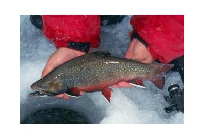 brook trout being held over ice hole 