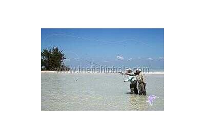 Bonefish guide Francisco Caamal getting on a fish on the Ascension Bay flats