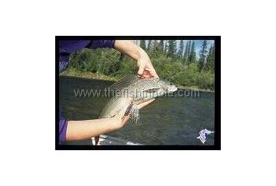 person off frame holds a grayling