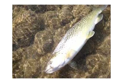 Fighting Fish on a Fly Rod