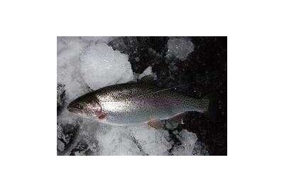 trout on ice