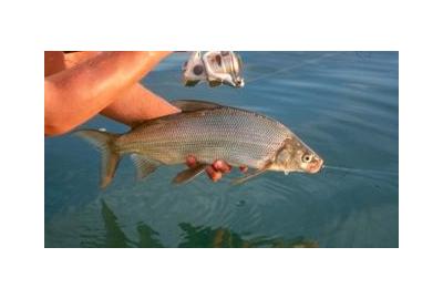 white lake fish held over water in summer