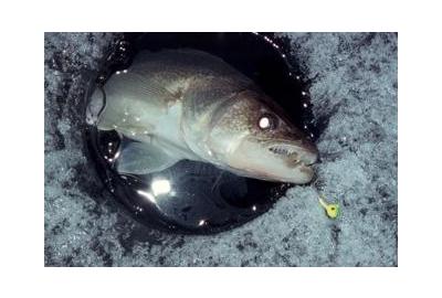 walleye peaking through ice fishing hole