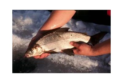 white fish held by bare hands over slushy ice