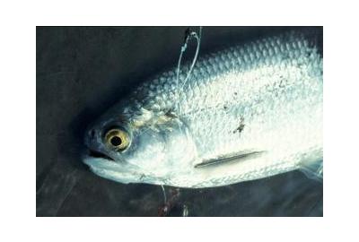 close up of goldeye fish caught with spinner and line still in mouth