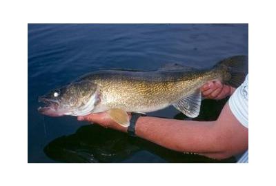 big walleye fish held over water