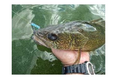 Edge Walleye