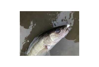 An outward pointing anal fin means this goldeye is a male