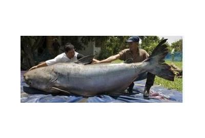 giant catfish held by two men