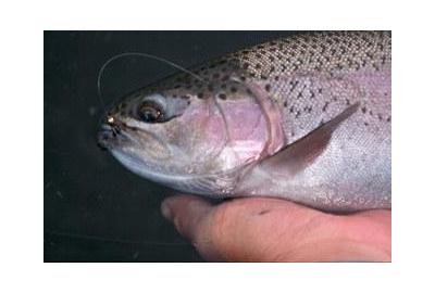 fish caught by fly held in hand