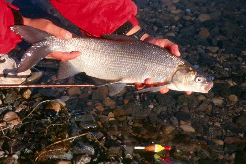 fish caught by bobber being held 