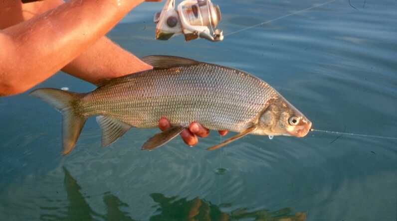 white lake fish held over water in summer