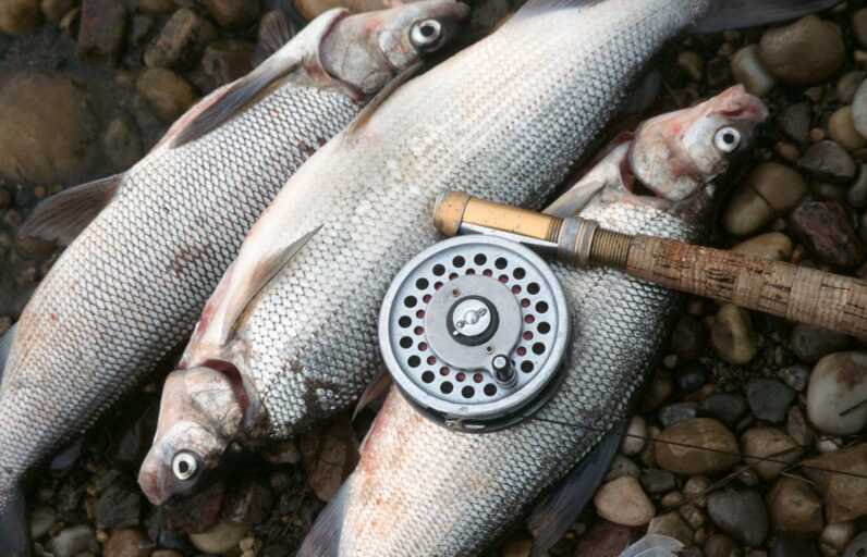 3 white lake fish laid on top of small rocky ground with a fishing reel on top 