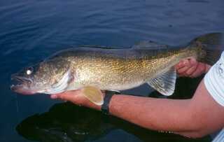 big walleye fish held over water