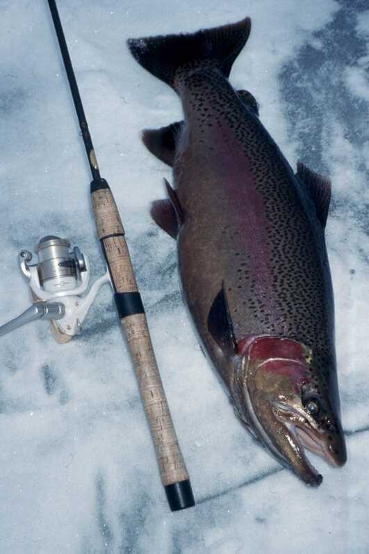 medium to large size trout laid on snow next to fishing rod for size comparison