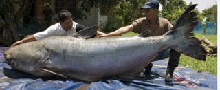 two men attempt to hold 646 pound cat fish on top of blue tarp