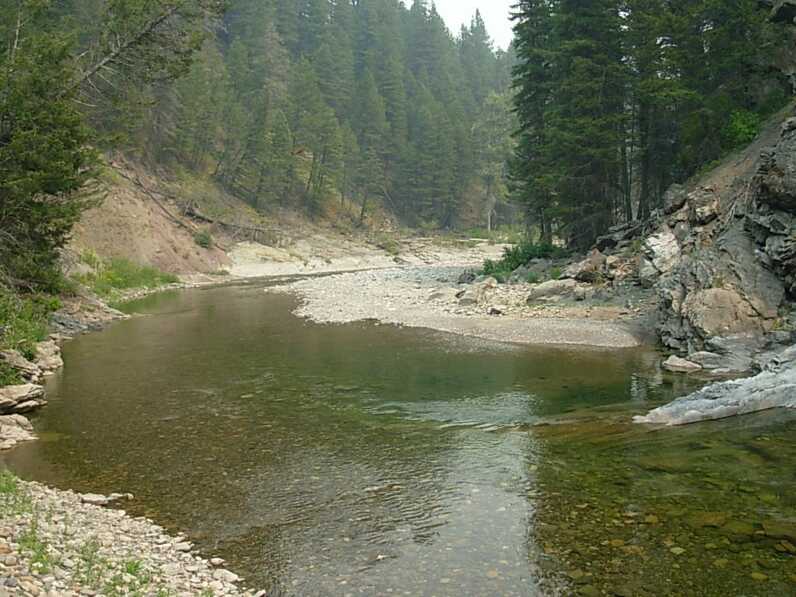 curving stream in the middle of a forest